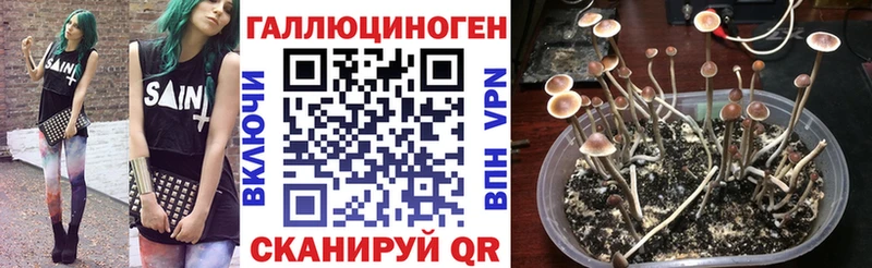 купить  цена  Энгельс  omg зеркало  Псилоцибиновые грибы прущие грибы 